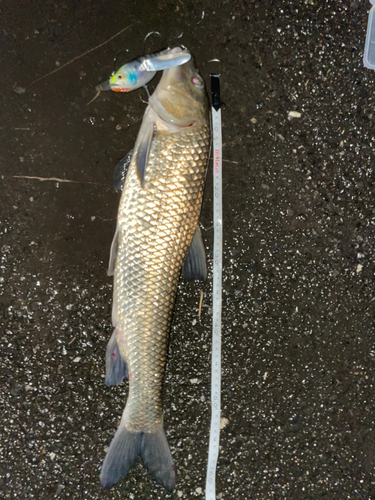 ニゴイの釣果