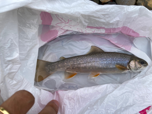 イワナの釣果