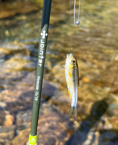 カワムツの釣果