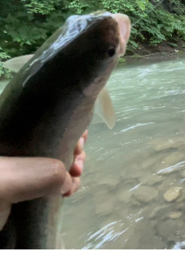 ニジマスの釣果