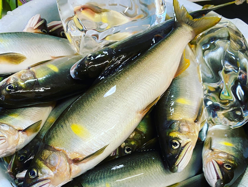 アユの釣果