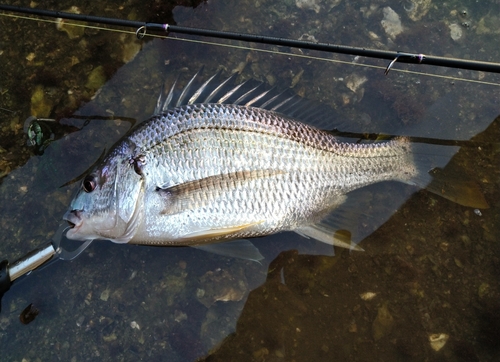 キビレの釣果