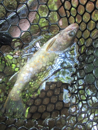 イワナの釣果