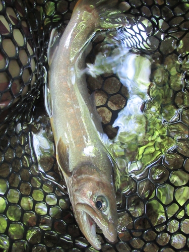 イワナの釣果