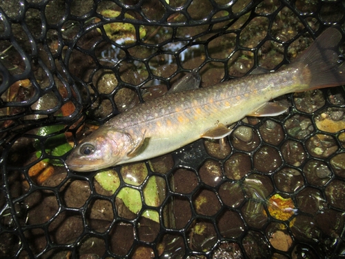 イワナの釣果