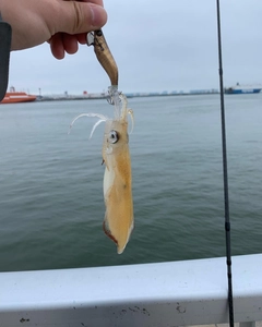 マメイカの釣果