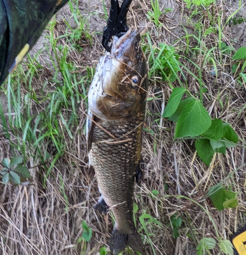 ニゴイの釣果