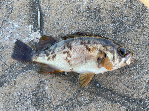 メバルの釣果