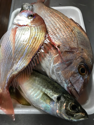 タイの釣果