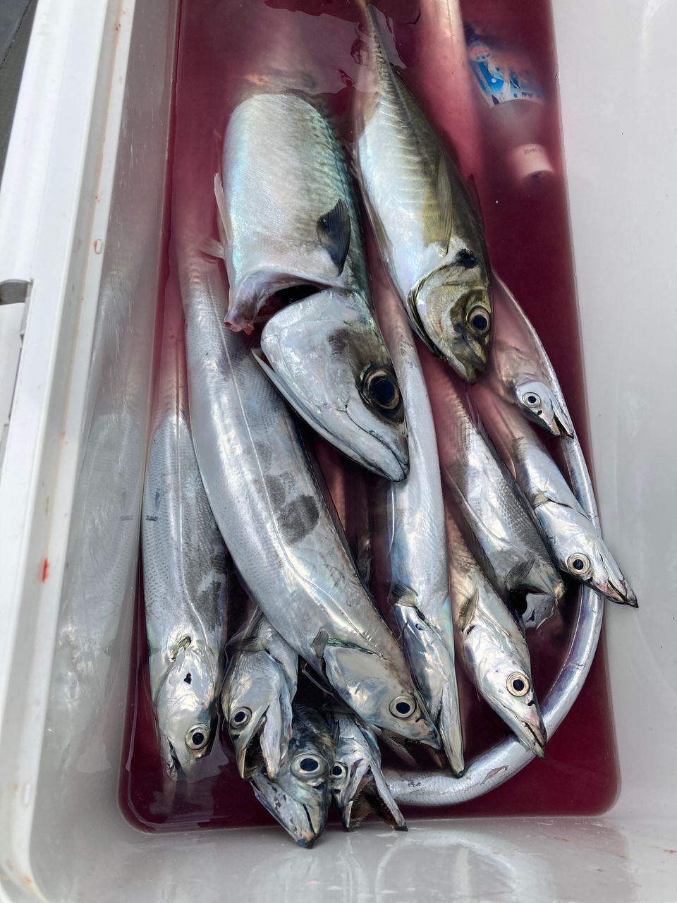 テマエマツリカワムラさんの釣果 3枚目の画像