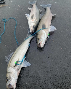 マルスズキの釣果