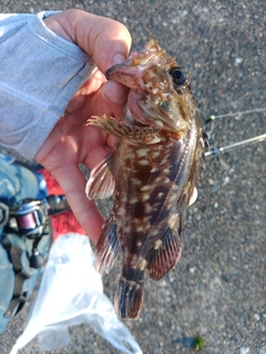 タケノコメバルの釣果