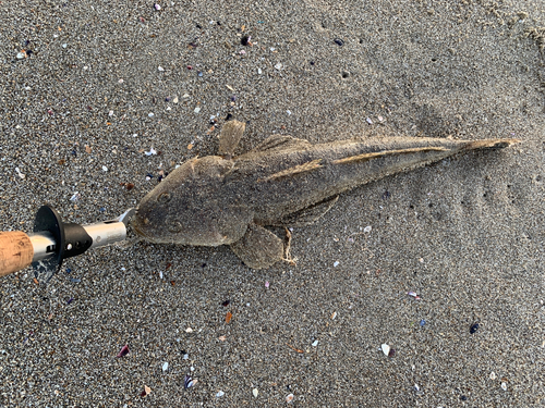 マゴチの釣果