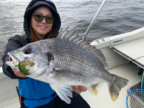 クロダイの釣果