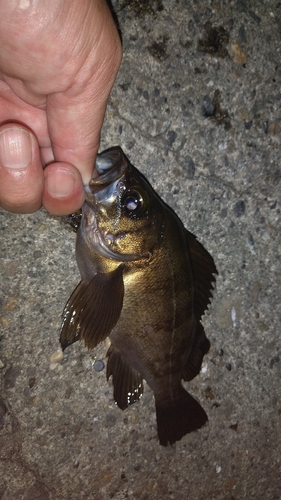 メバルの釣果