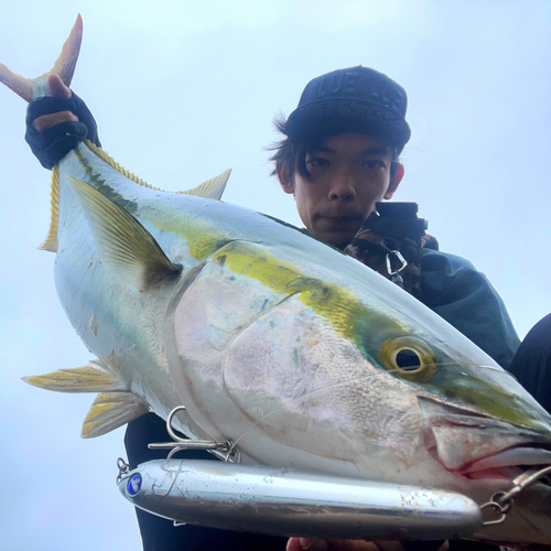 ブリの釣果