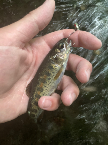 ニジマスの釣果