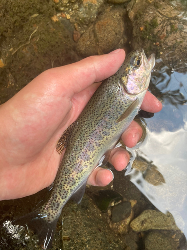 ニジマスの釣果