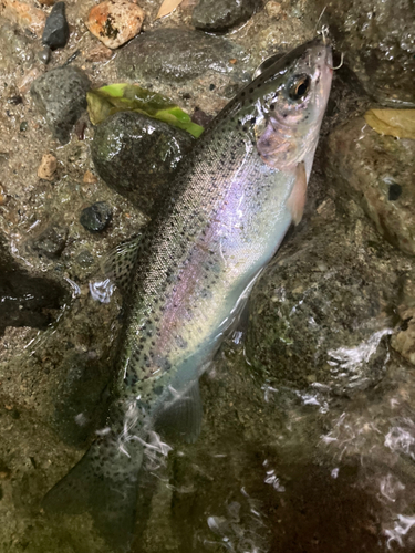 ニジマスの釣果