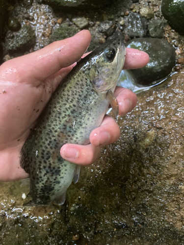 ニジマスの釣果