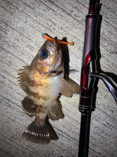 シロメバルの釣果