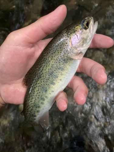 ニジマスの釣果