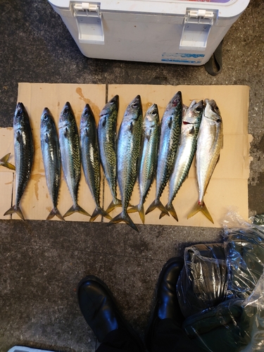 アジの釣果