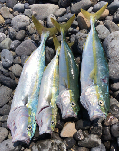 ワカシの釣果