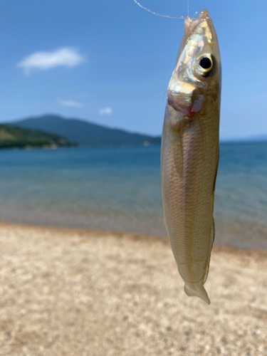 キスの釣果