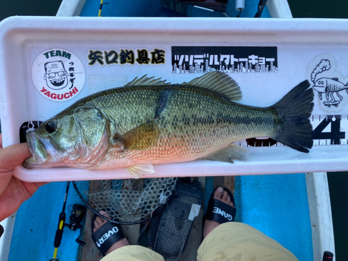 ラージマウスバスの釣果