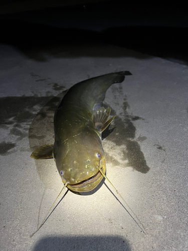 ナマズの釣果