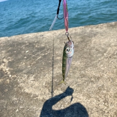 サバの釣果