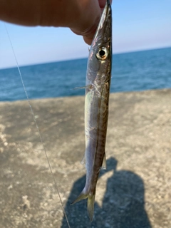 カマスの釣果