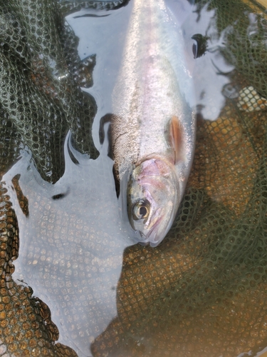 ニジマスの釣果