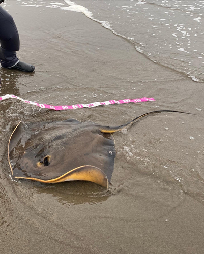 アカエイの釣果