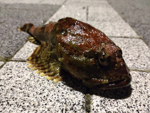 カジカの釣果