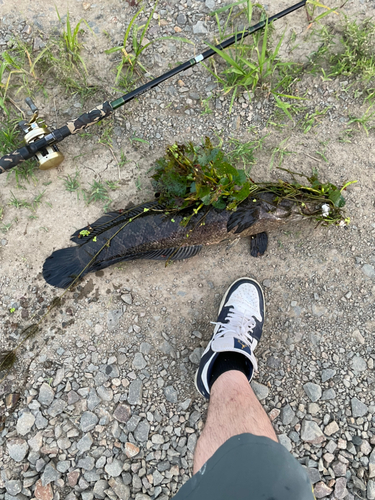 ライギョの釣果