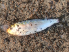 サッパの釣果
