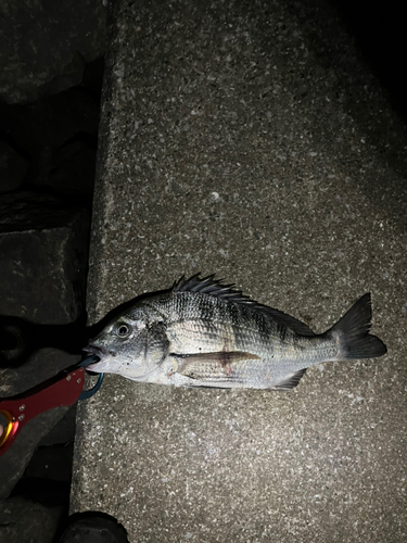 クロダイの釣果