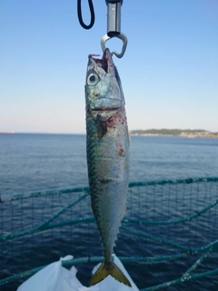 マサバの釣果