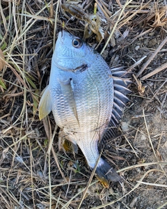 キビレの釣果