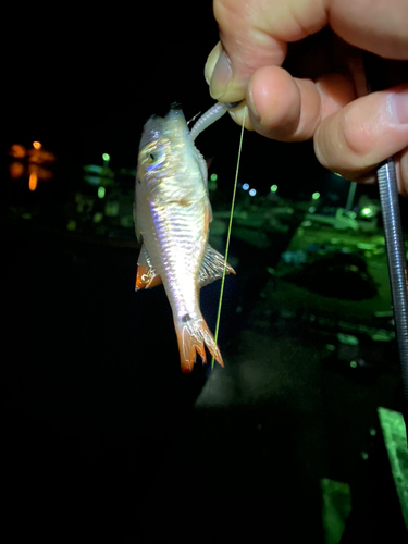 クロホシイシモチの釣果