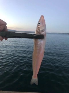 キスの釣果