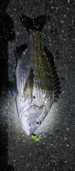 クロダイの釣果