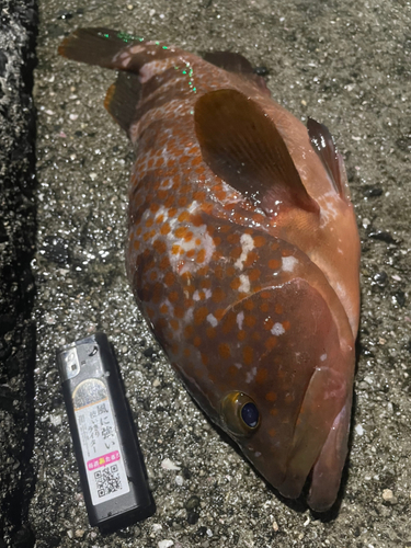 アコウの釣果