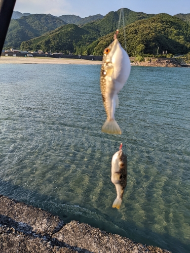 クサフグの釣果