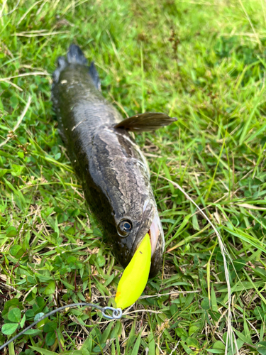 カムルチーの釣果