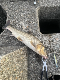 ニゴイの釣果