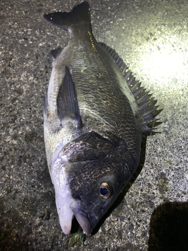 クロダイの釣果