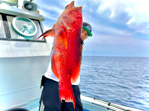 キツネベラの釣果